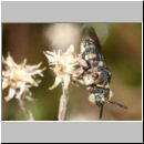 Epeolus sp - Filzbiene m03c 7mm - Teverener-Heide.jpg